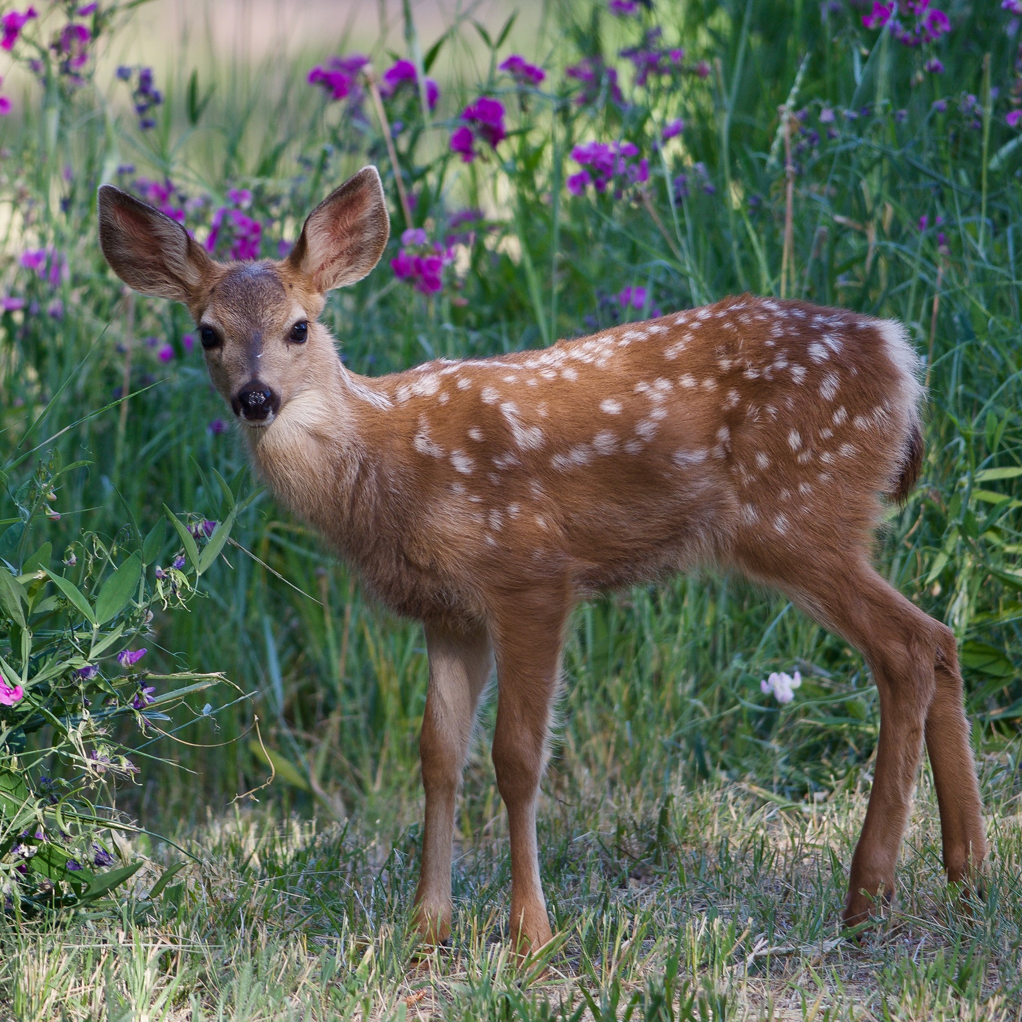 Springtime in Graeagle - Graeagle Meadows Golf Course